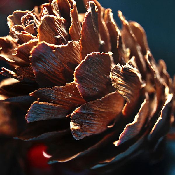 Древесина - лиственница